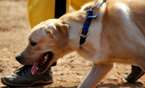 Labrador Breed Beautiful Dog