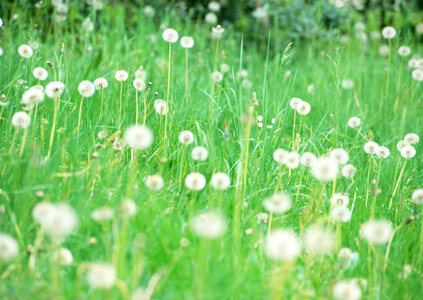 Wildflowers dandelions. photo