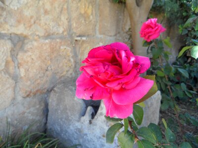 Blossom bloom pink