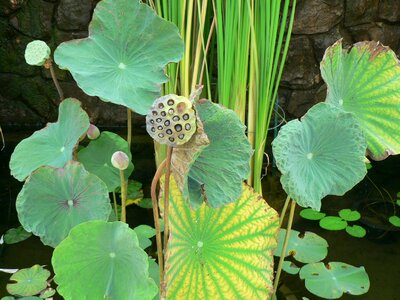 Leaf green plant