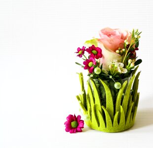 Blossom bloom rose