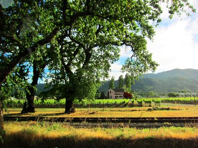 Vineyards in the Fall, Napa Valley photo