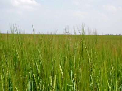 Earth grass plants greenery