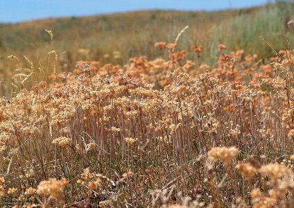Flowers mountain sweat