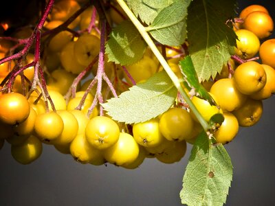 Plant fruit leaf