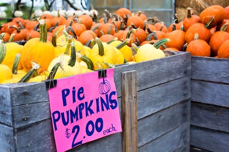 Pie pumpkins autumn background harvest