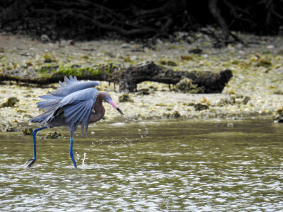 Reddish Egret-2 photo