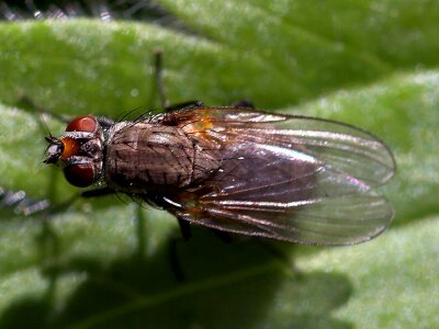 Flies wings 