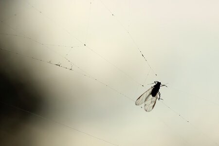 Spider caught spin threads