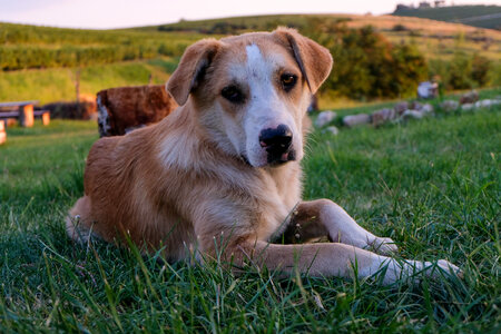 Dog in Nature photo