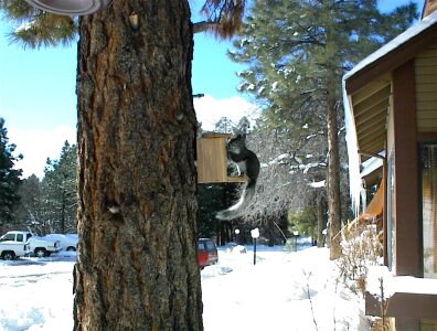Chipmunk major snowstorm