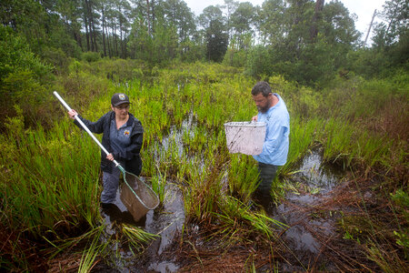 Biologists net a Panama City crayfish-1