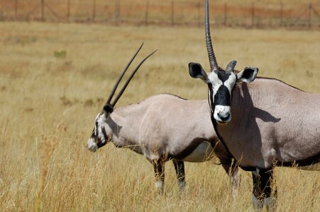 Safari brown horn