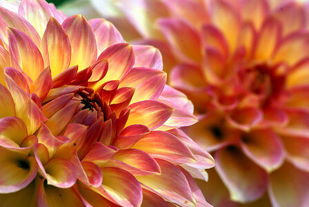 Flower Bloom Close Up photo