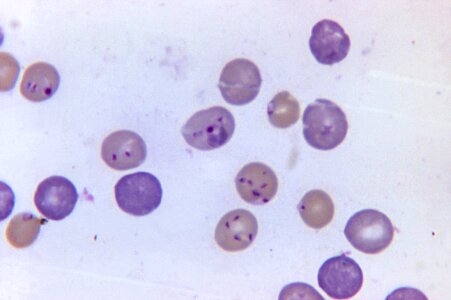 Blood hamster plasmodium photo