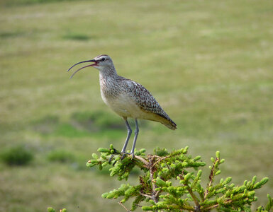Bristle-thighed Curlew-4 photo