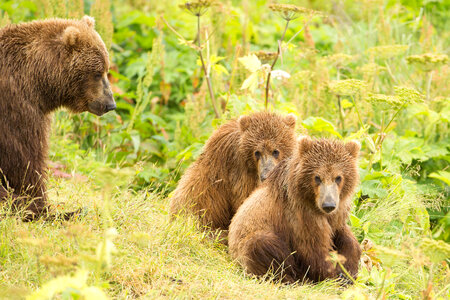 Kodiak brown bear with cubs-5