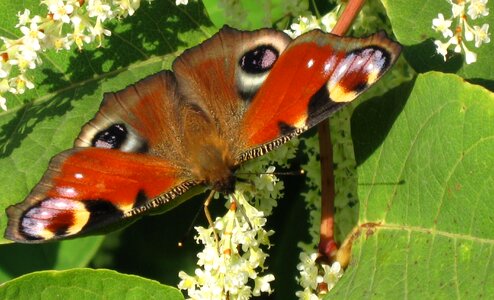 Flower leaf insect photo