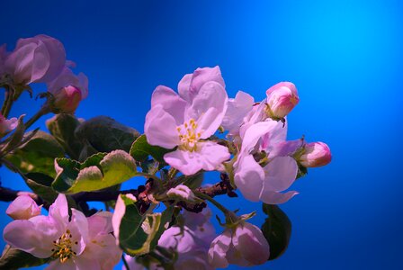 Apple pink garden
