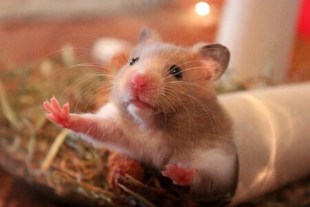 Hamster animal rodent photo