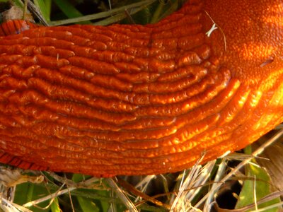 Orange arion rufus bright