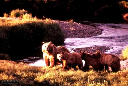 Bear brown brown bear