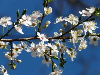 Tree branch american wildpflaume photo