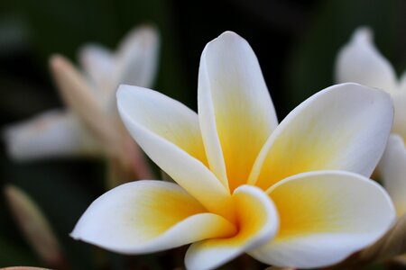 Plant white yellow photo