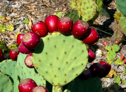 Edible desert green