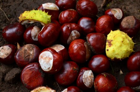 Shine chestnut fruit chestnut forest