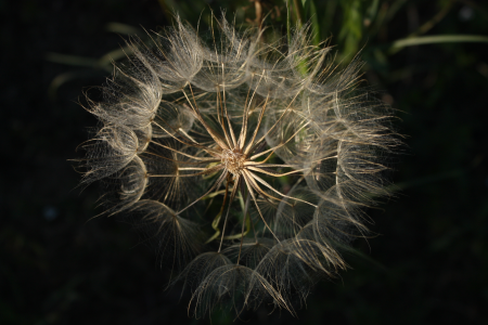 Achene inflorescence seed