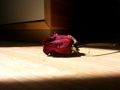 Romantic floral melancholy