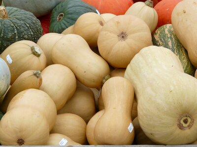 Butternut squash pumpkin choose photo