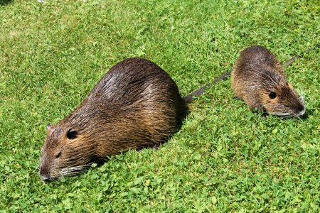 Animal species of rodent meadow