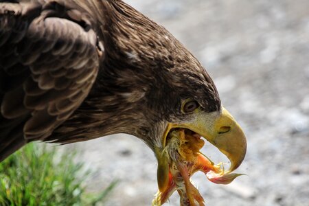 Peck feeding bird photo