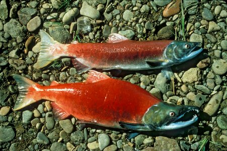 Female male red