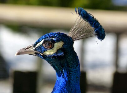 Blue bird portrait