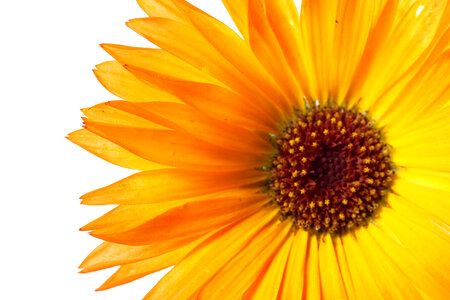 Orange Flower