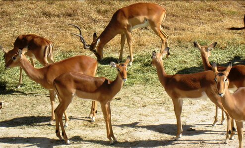 Impala horns mammals photo