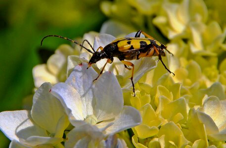Animal arthropod beautiful