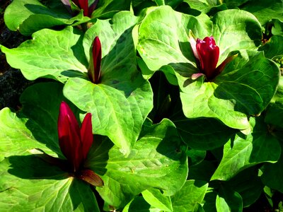 Green plant sunlight