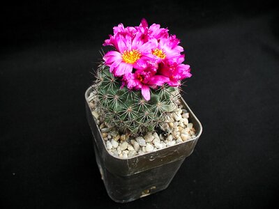 Bloom cactus pink