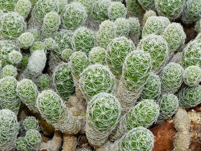 Cactus desert plant plant photo