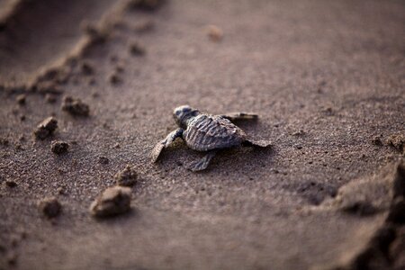Survival beach sea life