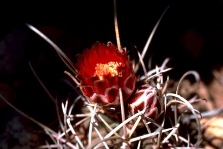 Blossom cactus close