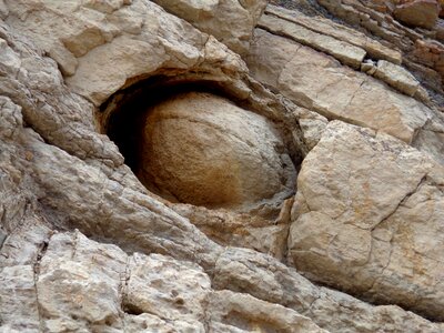 Fossil rock stone