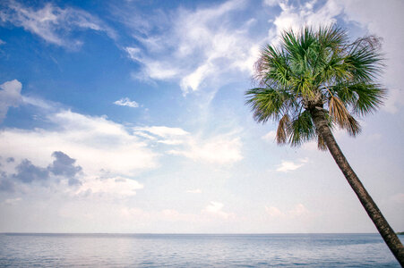 Palm Tree and the Ocean photo