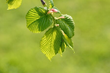 Juicy branch spring