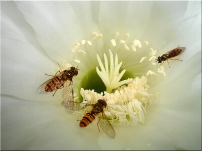 Cactus blossom hoverfly blooming white