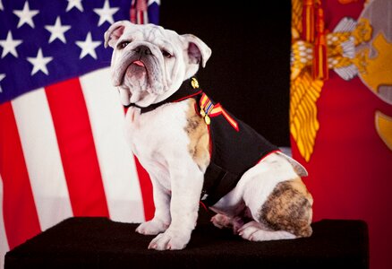 Usa portrait canine
